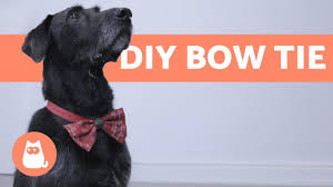 ··· company profile item no. How To Make A Bow Tie For Dogs Youtube