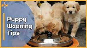How To Wean Puppies Onto Solid Food Top Tips Youtube