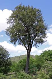 Image result for Androstachys