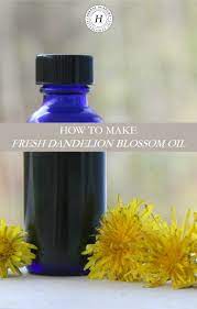 How To Make Fresh Dandelion Blossom Oil Herbal Academy Herbal Oil Herbalism Oils