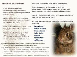 I Found A Baby Bunny Fellow Mortals Wildlife Hospital Facebook