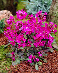 Image result for Arabis