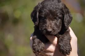 Mom is a chocolate lab. Mini Labradoodle Puppies
