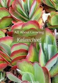 Species Spotlight Colorful Kalanchoe Care The Succulent Eclectic Succulents Flowering Succulents Kalanchoe Flowers