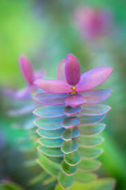 Tammy chandler, the owner, is committed to ensuring the bride or event planner's floral vision is attained with unequivocal attention to detail. Flowers Colour Me Beautiful Tammy Marlar