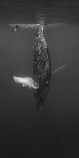 Just Hanging Out Ballenas Fotos Submarinas Fotografia Submarina