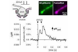 نتیجه جستجوی لغت [acidify] در گوگل