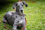 Who Else Wants Merle Great Dane? Not Forbidden Anymore