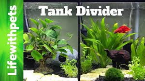 I've seen lots of fish hobbyist putting emphasize on buddha figure with their betta tanks. How To Set Up A Divided Betta Fish Tank