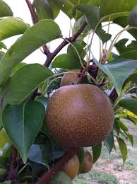 The author, who is an expert with more than 40 years of experience in horticulture in east africa, including kenya, uganda, rwanda, tanzania 120 Temperate Fruits Ideas Fruit Trees Fruit Edible