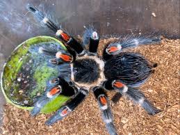 Image result for Meiosperma bracteatum