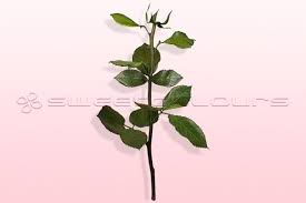 We did not find results for: Preserved Rose Stem