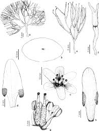 Image result for Cabombaceae