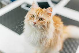 How To Get Rid Of Static Electricity In A Cat S Fur Cuteness