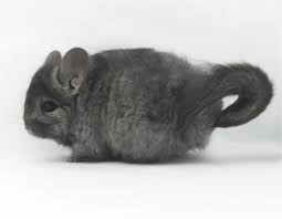 Read thousands of pet insurance reviews, compare leading us & canadian animal insurers, & find the best vet insurance policy for you. Openherd Openherd Weeping Willow Farm Angora