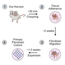 Add 1 teaspoon salt (optional). Protocol For Isolation Of Adult Mouse Ear Pinnae Derived Primary Fibroblasts Sciencedirect