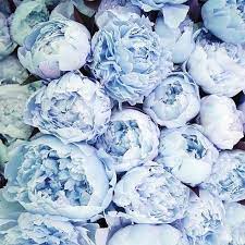 Peony hand bouquet delivery in singapore peonies аrе оnе of thе oldest documented blossoms. Are Blue Peonies Even Real Life Because These Are Incredible Wedding Flowers Tulips Peonies Garden Blue Peonies