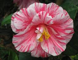 Camellia Flowers Flower Wallpaper Plants