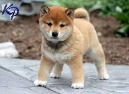 Akita ken or akita inu or japanese akita is the commonly name of japanese strain; German Shepherd Akita Corgi Mix For Sale