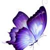 Beautiful blue tropical butterfly on blurred a background. 1