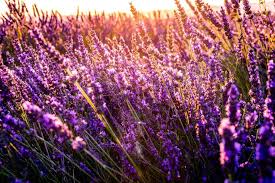 Selain berwarna merah seperti gambar bunga di atas, bunga ros juga mempunyai beberapa jenis warna seperti putih, merah jambu, kuning dan biru. Tahukah Kamu Ada 17 Manfaat Bunga Lavender Untuk Kesehatan