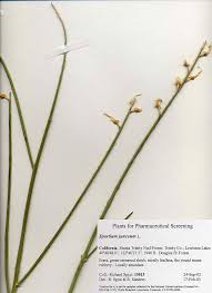 Image result for Spartium