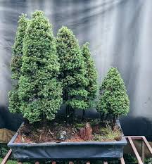 Aplicando conceptos y técnicas del modelado del bonsai y el diseño de paisaje chino pen jin, despertando el arte de entender la naturaleza y compartirla. Juan Guillermo Perez Garcia Lemos