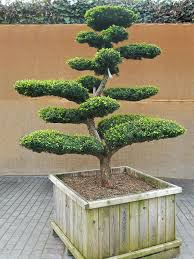 Pin Von Romeo Floarea Auf Idei Grădină In 2020 Design Kleiner Garten Gartendesign Ideen Gartenbonsai