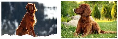 Image result for irský setr