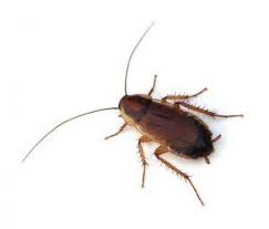 Wood Cockroaches Are Temporary Pests