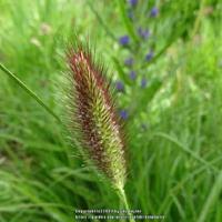 Image result for Cenchrus geniculatus