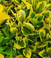 Image result for Ozoroa marginata