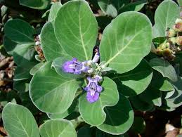 Image result for Vitex fischeri