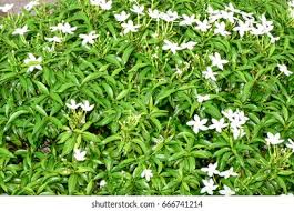 Image result for Jasminum fluminense