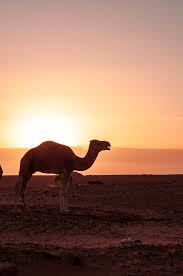 Our colours colorful is our favorite color simplicity. The Sahara Desert Morocco What I Wish I D Known Before I Booked The Passionate Vegan