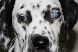 We have now placed twitpic in an archived state. Glaucoma For Dogs Vetlexicon Canis From Vetlexicon Definitive Veterinary Intelligence