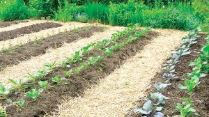 No till gardening or no dig gardening is a gardening method many people use to create organic gardens. No Dig Gardening An Easier Way To Grow Saturday Magazine The Guardian Nigeria News Nigeria And World News