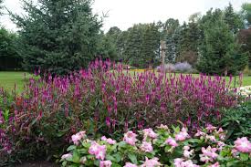 Image result for Celosia elegantissima