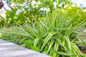 Image result for Anthericaceae