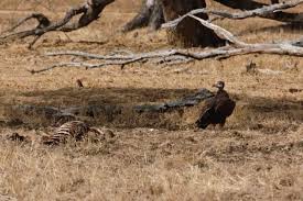 Image result for Bersama swynnertonii