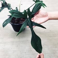Philodendron Florida Beauty Growing Plants Variegated Plants Plants