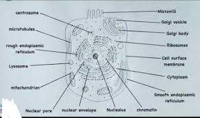 Unlike the eukaryotic cells of plants and fungi, animal cells do not have a cell wall. Draw A Typical Animal Cell And Label It S Parts Brainly In