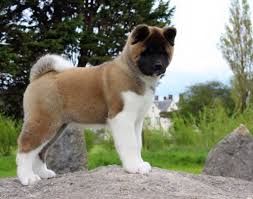 Pin By Behic Ekmekcioglu On Akita Love Akita Dog Japanese Akita American Akita Dog