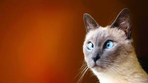 Best cat wallpaper, desktop background for any computer, laptop, tablet and phone. Funny Cat Wallpapers Top Free Funny Cat Backgrounds Wallpaperaccess