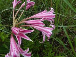 Image result for Crinum stuhlmannii