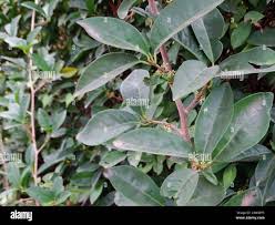 Image result for Embelia