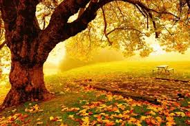 You will find here a collection of the top 27 pretty fall wallpapers and hd images available for download for free. Pretty Fall Wallpapers Wallpapers