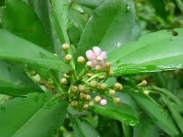 Image result for Ardisia staudtii