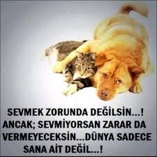 Kedi Pansiyonu Oteli Istanbul On Instagram Acilyuva Birkapmama Birkapsu Hayvanhaklari Hayvanhaklari Hayvansahiplendirme Hayvanlarik Animals Cats Corgi