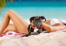 Maybe you would like to learn more about one of these? The Caribbean Island Where You Can Play With Rescue Puppies On The Beach The Independent The Independent